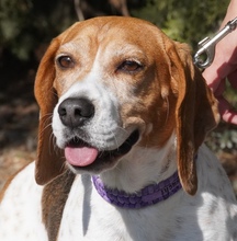 VICTORIA, Hund, Beagle in Kiel