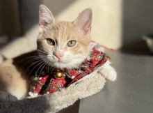 ASASHI, Katze, Hauskatze in Zypern