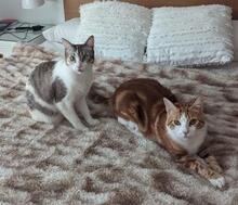 NYA, Katze, Europäisch Kurzhaar in Geisenheim