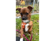 SKAI, Hund, Mischlingshund in Stein