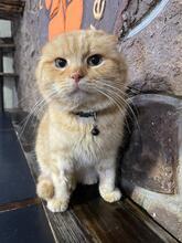 HARRY, Katze, Scottish Fold in Ukraine