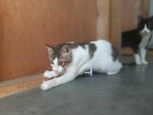 BISCUIT, Katze, Europäisch Kurzhaar in Stadecken-Elsheim