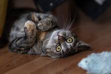 CAROL, Katze, Europäisch Kurzhaar in Hamburg