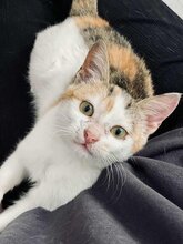 ELECTRA, Katze, Calico-Cat in Usingen