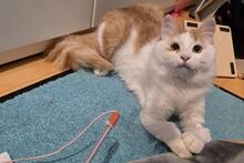 PINO, Katze, Langhaarkatze in Taufkirchen