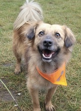 LEWIS, Hund, Mischlingshund in Rumänien