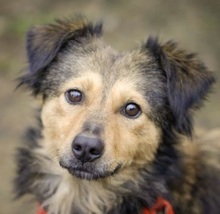 LISKA, Hund, Mischlingshund in Rumänien