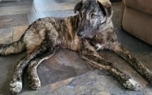 MAKAIO, Hund, Mischlingshund in Andernach