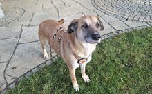 MARYSIA, Hund, Herdenschutzhund-Mix in Unterthingau