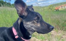 AMIKA, Hund, Mischlingshund in Greding