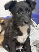 THEO, Hund, Mischlingshund in Rumänien