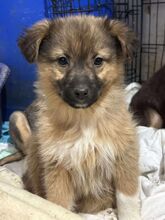 DOLCE, Hund, Mischlingshund in Rumänien