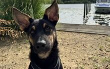 COSMO, Hund, Mischlingshund in Grevenbroich