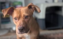 CAMELIA, Hund, Mischlingshund in Köln