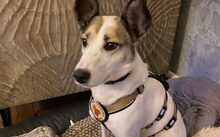 FINE, Hund, Mischlingshund in Pinneberg