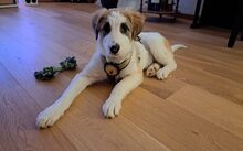 FUSSEL, Hund, Mischlingshund in Lehrte