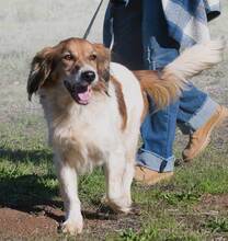 PATI, Hund, Mischlingshund in Portugal
