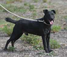 MATTEUS, Hund, Mischlingshund in Portugal