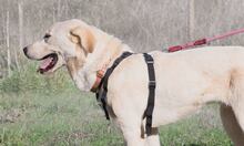 DOYA, Hund, Mischlingshund in Portugal