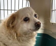 TALVI, Hund, Mischlingshund in Bremen