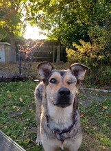 GREYS, Hund, Mischlingshund in Teltow