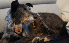 WANDA, Hund, Terrier-Mix in Waakirchen