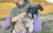 CLAY, Hund, Mischlingshund in Bad Münder