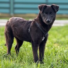 VELVET, Hund, Mischlingshund in Rumänien