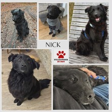 NICK, Hund, Kroatischer Schäferhund-Mix in Sinn