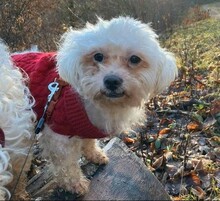 LIO, Hund, Bichon-Mischling in Hausen