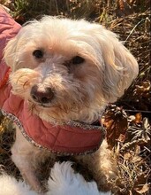 LIA, Hund, Bichon-Mischling in Hausen