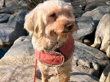 LIA, Hund, Bichon à poil frisé-Mix in Hausen