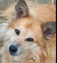 HERA, Hund, Mischlingshund in Katzwinkel