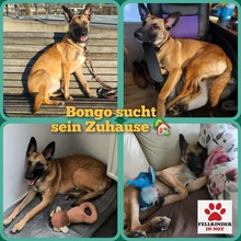 BONGO, Hund, Malinois-Mix in Gettorf
