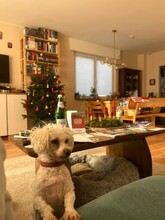 LUNA, Hund, Bichon-Mischling in Swisttal