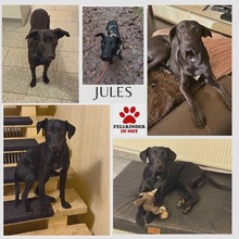 JULES, Hund, Mischlingshund in Spiesen-Elversberg