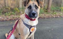 SANDRA, Hund, Mischlingshund in Bremerhaven