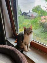 CHANEL, Katze, Hauskatze in Winden