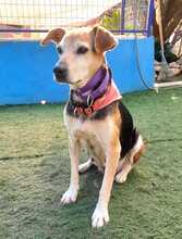 WILMA, Hund, Beagle-Mix in Spanien