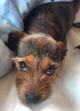 NALA, Hund, Dackel-Mix in Spanien