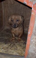 MARLY, Hund, Mischlingshund in Rumänien