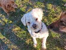 JOE, Hund, Mischlingshund in Singhofen