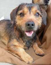 GOLFO, Hund, Dackel-Mix in Spanien