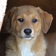 MILLIE, Hund, Mischlingshund in Griechenland