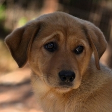 MAYA, Hund, Mischlingshund in Griechenland