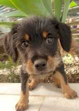 MAURICE, Hund, Mischlingshund in Spanien