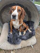 FREDDY, Hund, Jagdhund-Mix in Griechenland