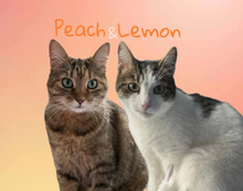 PEACH, Katze, Hauskatze in Berlin