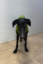 ETHAN, Hund, Galgo Español in Spanien