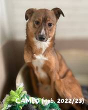 CAMEO, Hund, Mischlingshund in Rumänien